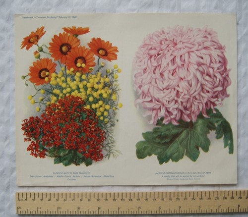 1940 amateur gartenarbeit - 1940,