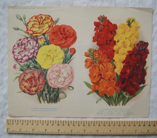 1940 amateur gartenarbeit - amateur,
