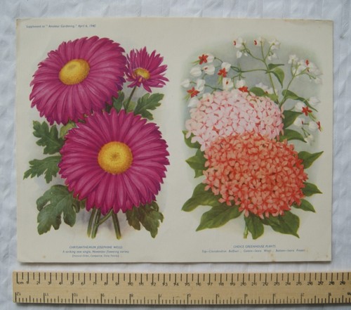 1940 amateur gartenarbeit - amateur,