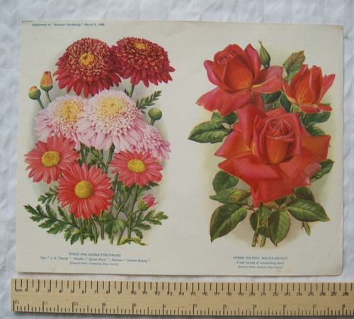 1940 amateur gartenarbeit - 1940,
