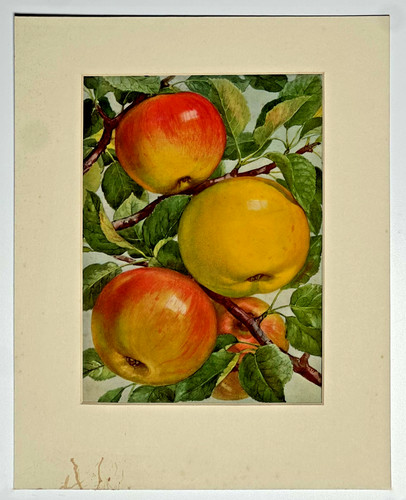 Vintage botanischer