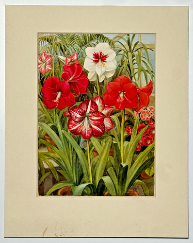 Vintage botanischer