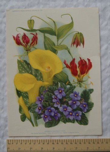 Amateur gartenarbeit - amateur,