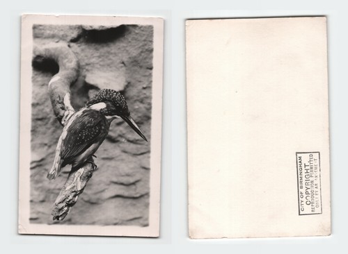 Vintage foto eisvogel vogel - vintage,