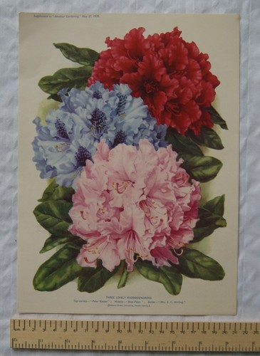 1939 amateur gardening - 1939,