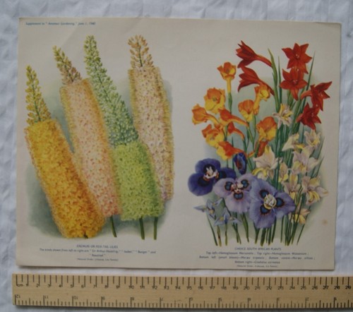1940 amateur gardening - amateur,