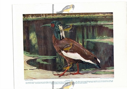 Crested ibis buchillustration - crested,