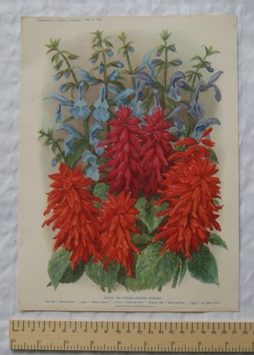 1939 amateur gartenarbeit - 1939,