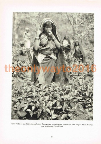 Tamil maiden teeplantage - maiden,